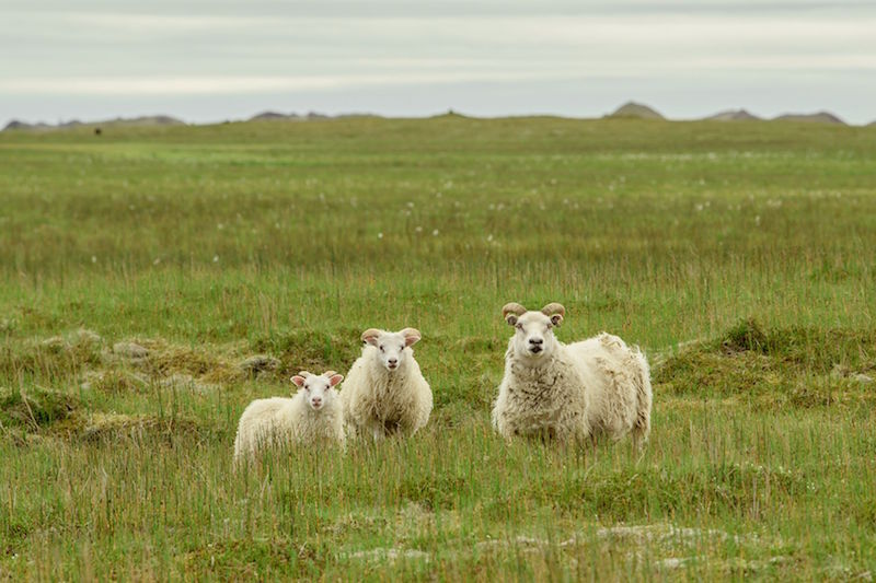adventurous-destination-wedding-iceland-sheep