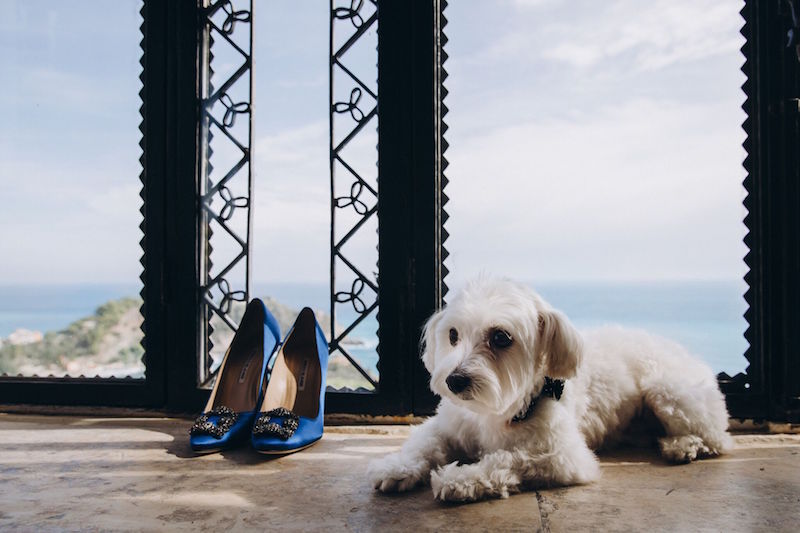 pup-with-manolo-blahnik-shoes